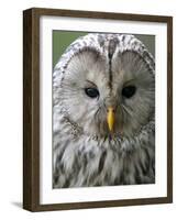 Ural Owl (Strix Uralensis) Portrait, Bergslagen, Sweden, June 2009-Cairns-Framed Photographic Print