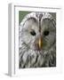 Ural Owl (Strix Uralensis) Portrait, Bergslagen, Sweden, June 2009-Cairns-Framed Photographic Print