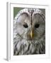 Ural Owl (Strix Uralensis) Portrait, Bergslagen, Sweden, June 2009-Cairns-Framed Photographic Print