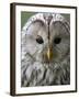 Ural Owl (Strix Uralensis) Portrait, Bergslagen, Sweden, June 2009-Cairns-Framed Photographic Print