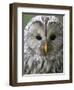 Ural Owl (Strix Uralensis) Portrait, Bergslagen, Sweden, June 2009-Cairns-Framed Photographic Print