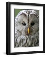 Ural Owl (Strix Uralensis) Portrait, Bergslagen, Sweden, June 2009-Cairns-Framed Photographic Print