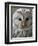 Ural Owl (Strix Uralensis) Portrait, Bergslagen, Sweden, June 2009-Cairns-Framed Photographic Print