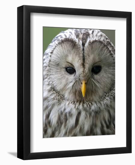 Ural Owl (Strix Uralensis) Portrait, Bergslagen, Sweden, June 2009-Cairns-Framed Photographic Print