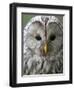 Ural Owl (Strix Uralensis) Portrait, Bergslagen, Sweden, June 2009-Cairns-Framed Photographic Print