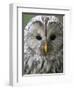 Ural Owl (Strix Uralensis) Portrait, Bergslagen, Sweden, June 2009-Cairns-Framed Photographic Print