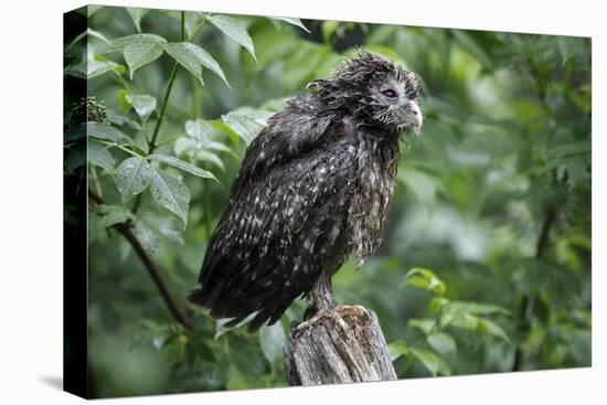 Ural Owl, Strix Uralensis, Young Animal-Ronald Wittek-Stretched Canvas