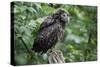 Ural Owl, Strix Uralensis, Young Animal-Ronald Wittek-Stretched Canvas