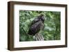 Ural Owl, Strix Uralensis, Young Animal-Ronald Wittek-Framed Premium Photographic Print