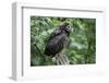 Ural Owl, Strix Uralensis, Young Animal-Ronald Wittek-Framed Premium Photographic Print