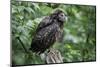 Ural Owl, Strix Uralensis, Young Animal-Ronald Wittek-Mounted Premium Photographic Print