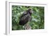 Ural Owl, Strix Uralensis, Young Animal-Ronald Wittek-Framed Photographic Print