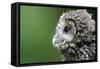 Ural Owl, Strix Uralensis, Young Animal-Ronald Wittek-Framed Stretched Canvas