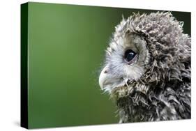 Ural Owl, Strix Uralensis, Young Animal-Ronald Wittek-Stretched Canvas