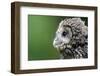 Ural Owl, Strix Uralensis, Young Animal-Ronald Wittek-Framed Premium Photographic Print