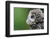 Ural Owl, Strix Uralensis, Young Animal-Ronald Wittek-Framed Premium Photographic Print