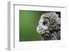 Ural Owl, Strix Uralensis, Young Animal-Ronald Wittek-Framed Premium Photographic Print