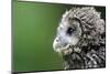 Ural Owl, Strix Uralensis, Young Animal-Ronald Wittek-Mounted Premium Photographic Print