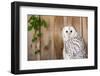 Ural Owl-Jay Ondreicka-Framed Photographic Print