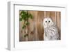 Ural Owl-Jay Ondreicka-Framed Photographic Print