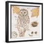 Ural Owl-Chad Barrett-Framed Art Print