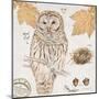 Ural Owl-Chad Barrett-Mounted Art Print