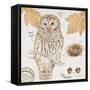 Ural Owl-Chad Barrett-Framed Stretched Canvas