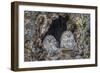 Ural owls, Hokkaido, Japan-Art Wolfe Wolfe-Framed Photographic Print