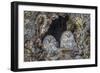 Ural owls, Hokkaido, Japan-Art Wolfe Wolfe-Framed Photographic Print