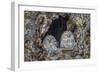 Ural owls, Hokkaido, Japan-Art Wolfe Wolfe-Framed Photographic Print