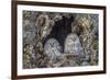 Ural owls, Hokkaido, Japan-Art Wolfe Wolfe-Framed Photographic Print