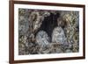 Ural owls, Hokkaido, Japan-Art Wolfe Wolfe-Framed Photographic Print