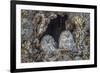 Ural owls, Hokkaido, Japan-Art Wolfe Wolfe-Framed Photographic Print