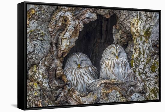 Ural owls, Hokkaido, Japan-Art Wolfe Wolfe-Framed Stretched Canvas