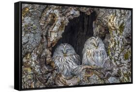 Ural owls, Hokkaido, Japan-Art Wolfe Wolfe-Framed Stretched Canvas