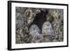 Ural owls, Hokkaido, Japan-Art Wolfe Wolfe-Framed Photographic Print