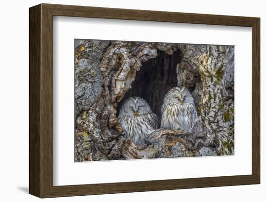 Ural owls, Hokkaido, Japan-Art Wolfe Wolfe-Framed Photographic Print