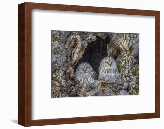 Ural owls, Hokkaido, Japan-Art Wolfe Wolfe-Framed Photographic Print