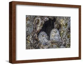 Ural owls, Hokkaido, Japan-Art Wolfe Wolfe-Framed Photographic Print