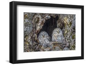 Ural owls, Hokkaido, Japan-Art Wolfe Wolfe-Framed Photographic Print