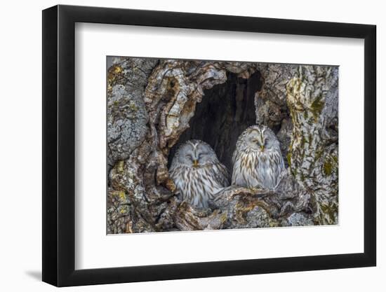 Ural owls, Hokkaido, Japan-Art Wolfe Wolfe-Framed Photographic Print