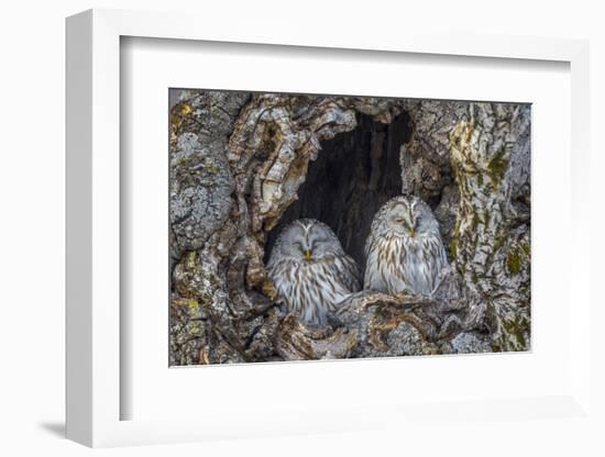 Ural owls, Hokkaido, Japan-Art Wolfe Wolfe-Framed Photographic Print