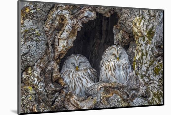 Ural owls, Hokkaido, Japan-Art Wolfe Wolfe-Mounted Photographic Print