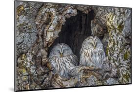 Ural owls, Hokkaido, Japan-Art Wolfe Wolfe-Mounted Photographic Print