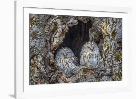 Ural owls, Hokkaido, Japan-Art Wolfe Wolfe-Framed Photographic Print