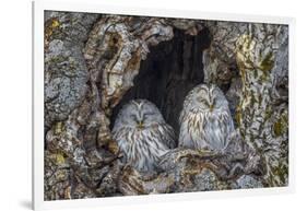 Ural owls, Hokkaido, Japan-Art Wolfe Wolfe-Framed Photographic Print