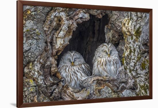 Ural owls, Hokkaido, Japan-Art Wolfe Wolfe-Framed Photographic Print