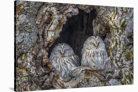 Ural owls, Hokkaido, Japan-Art Wolfe Wolfe-Stretched Canvas