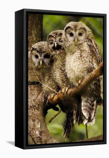 Ural Owls Three Young on Branch-null-Framed Stretched Canvas