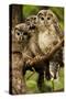 Ural Owls Three Young on Branch-null-Stretched Canvas